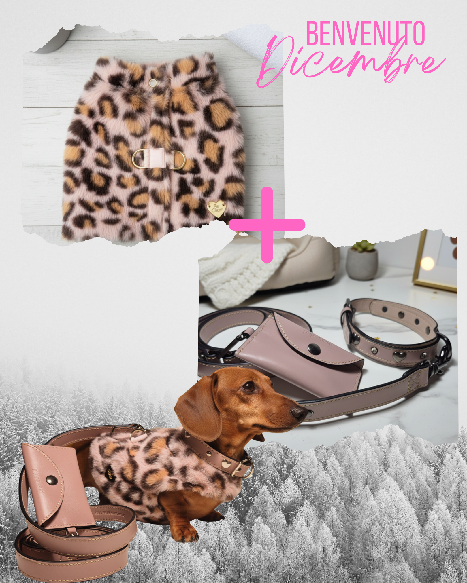 Set Completo Leopard: Pettorina, Guinzaglio e Collare Cani